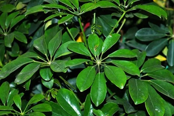 鹅掌木