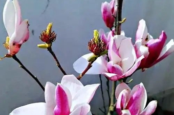 二乔玉兰花
