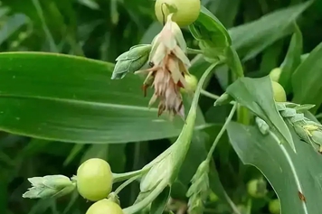 白吊粟