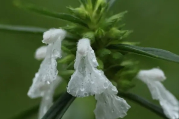蜂巢草