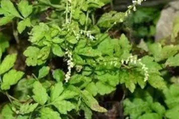 肺痨草