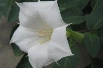 风茄花