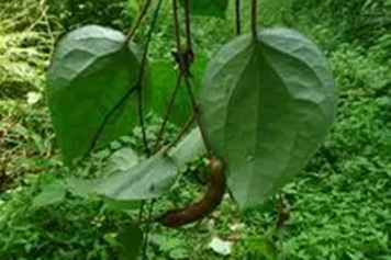 风藤根