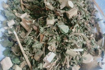 冬槐草