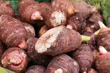 毒芋头