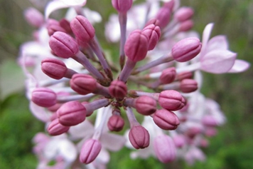 丁香花蕾