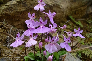 独叶一枝花