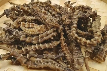 地龙菜