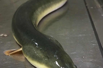淡水鳗鱼