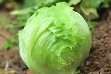 包心生菜