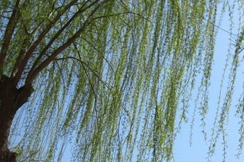 垂柳树芽