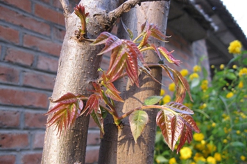 椿菜树