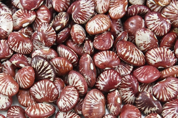 大腰豆