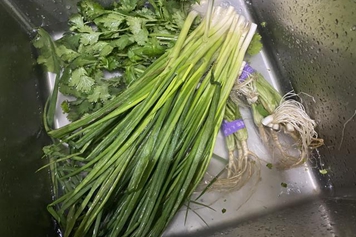 葱和香菜根