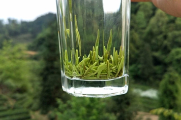 翠芽茶
