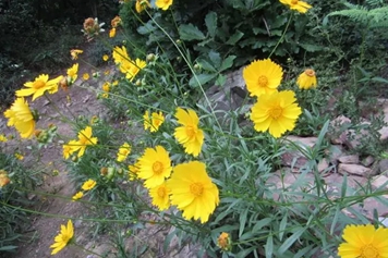 黄花蜜菜