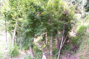 黄鸡脚树