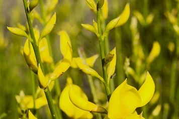 黄金雀花