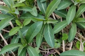 红根子