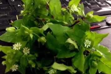 红鸡肠菜