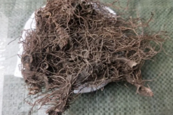 红毛三七