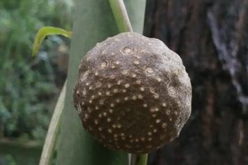 黄独果