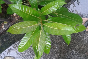 黄葛树叶
