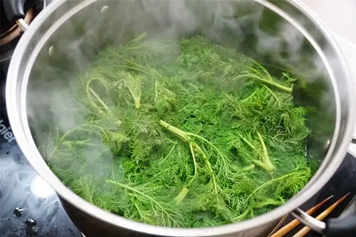 黄蒿芽泡水喝