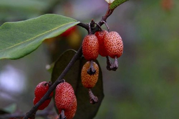 卢都子