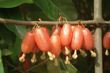 胡颓子果