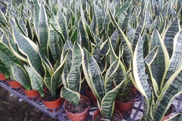 虎皮草