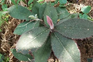 虎舌草