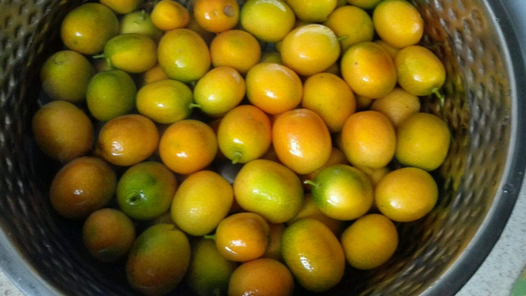 小金桔
