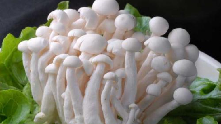 白玉菇