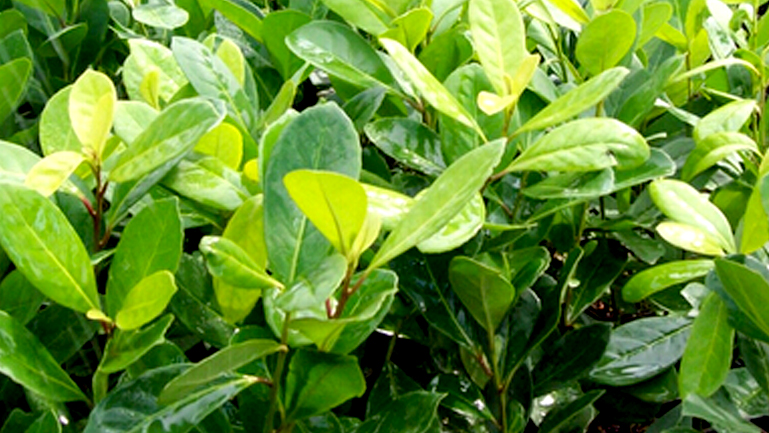 马黛茶