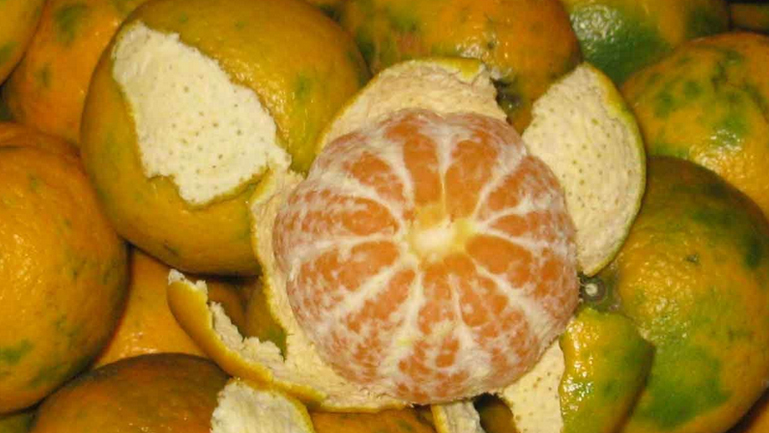 桔子皮泡水喝