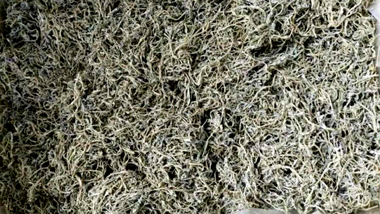 茅岩莓茶