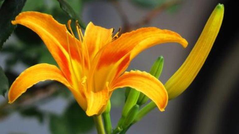 金针花