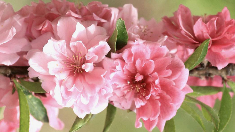 桃花