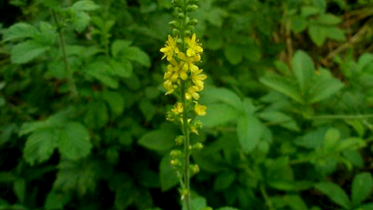 龙芽草