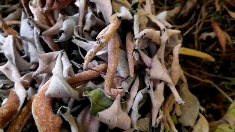 石苇