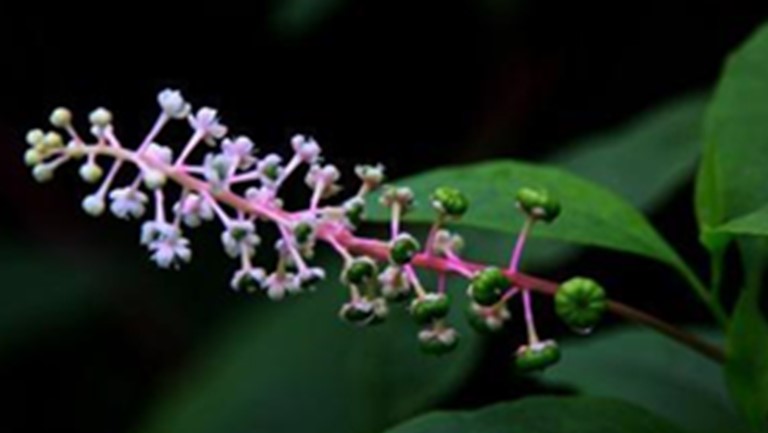 西洋参花