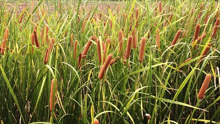 香蒲草