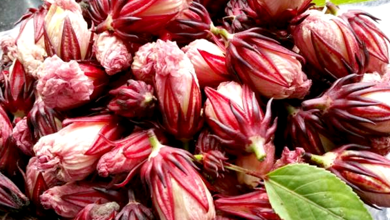 玫瑰茄