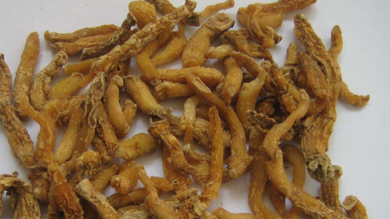 生玉竹
