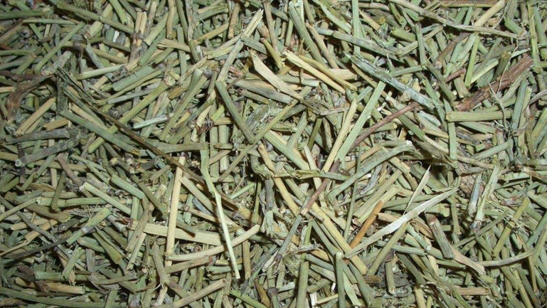 蜜麻黄