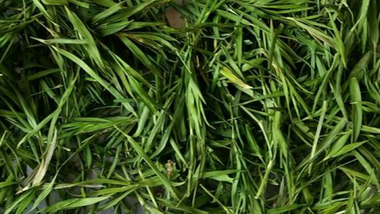 竹叶茶