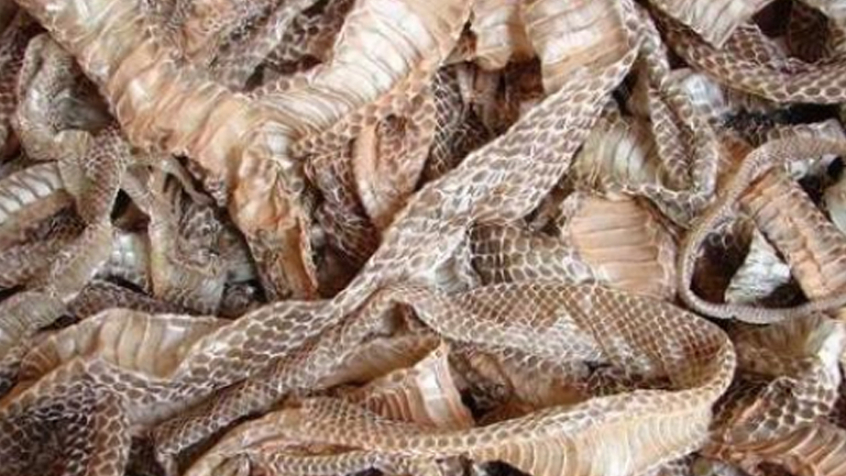 蛇皮