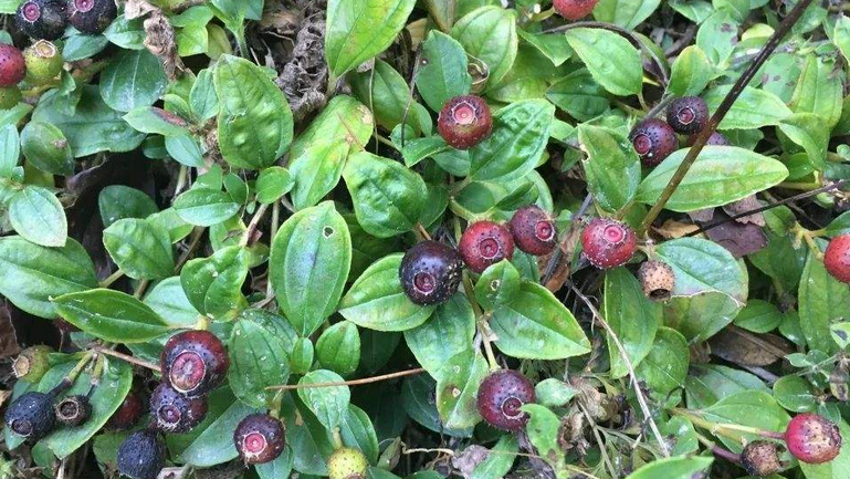 地菍
