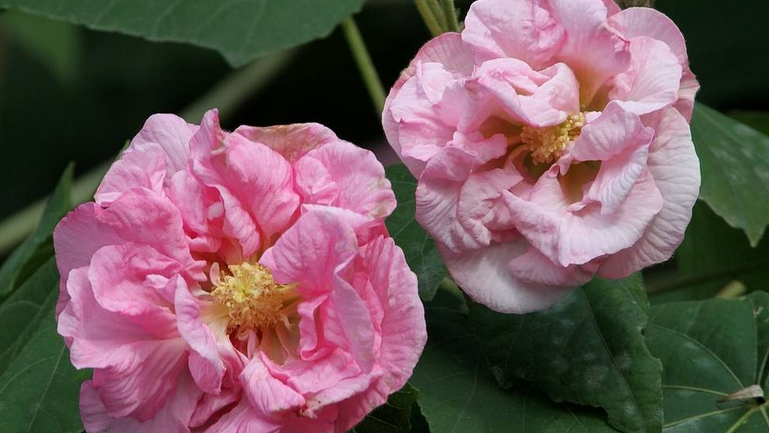 芙蓉花